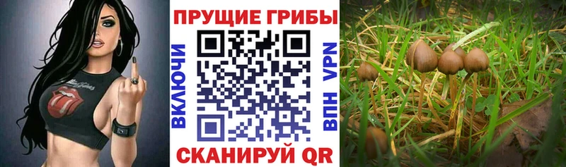 Купить  Новоуральск  Псилоцибиновые грибы MAGIC MUSHROOMS 